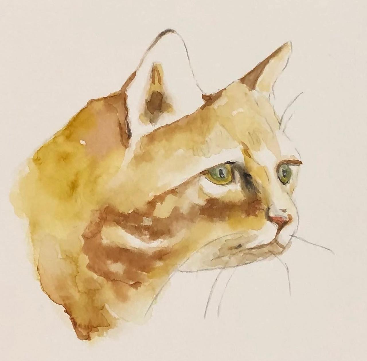 Olhar Felino